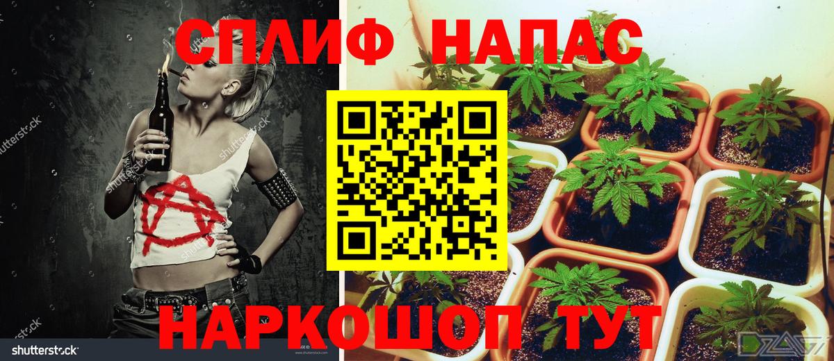 Бошки марихуана сатива Саранск